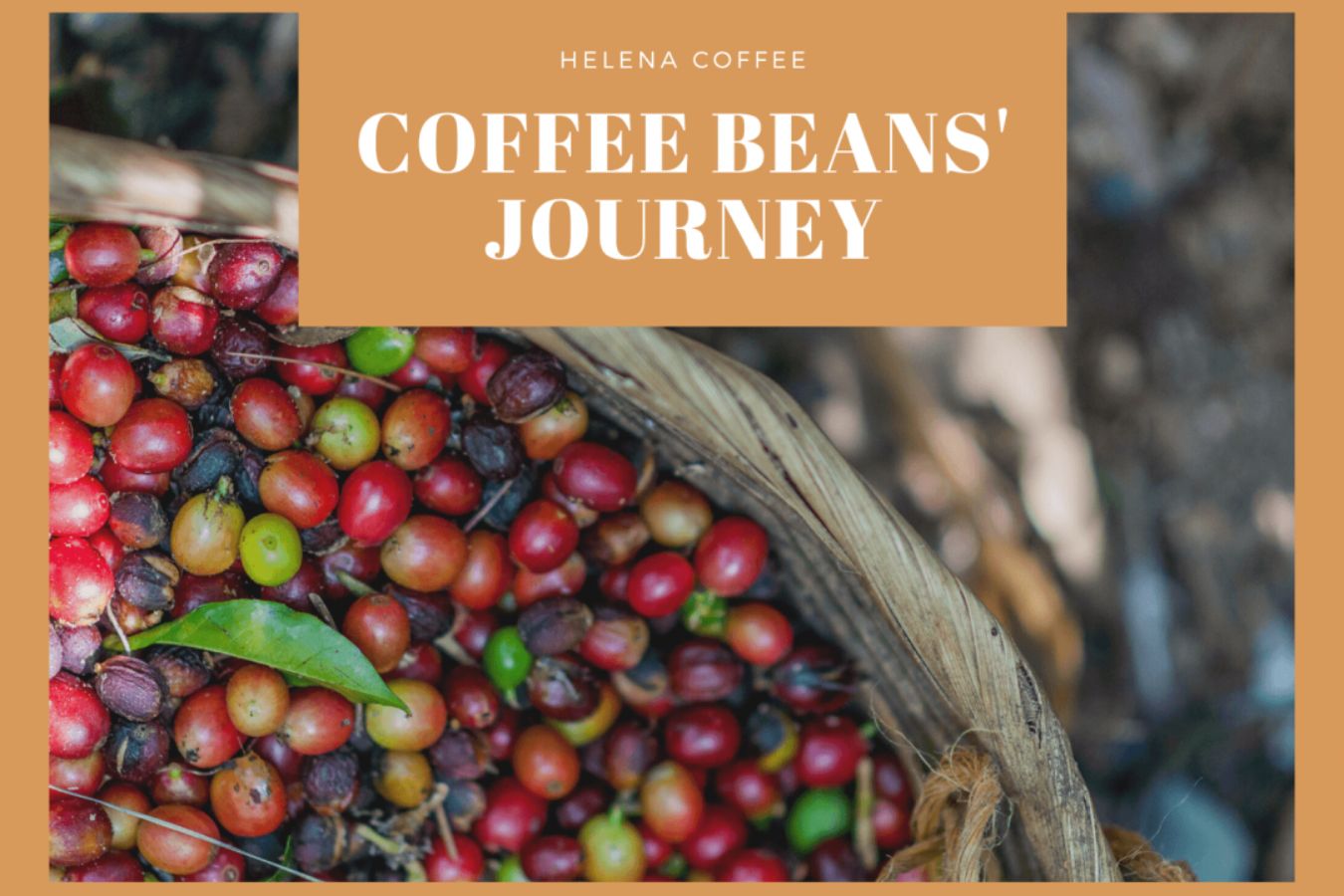 Vietnam Coffee How To Make: Coffee Beans' Journey