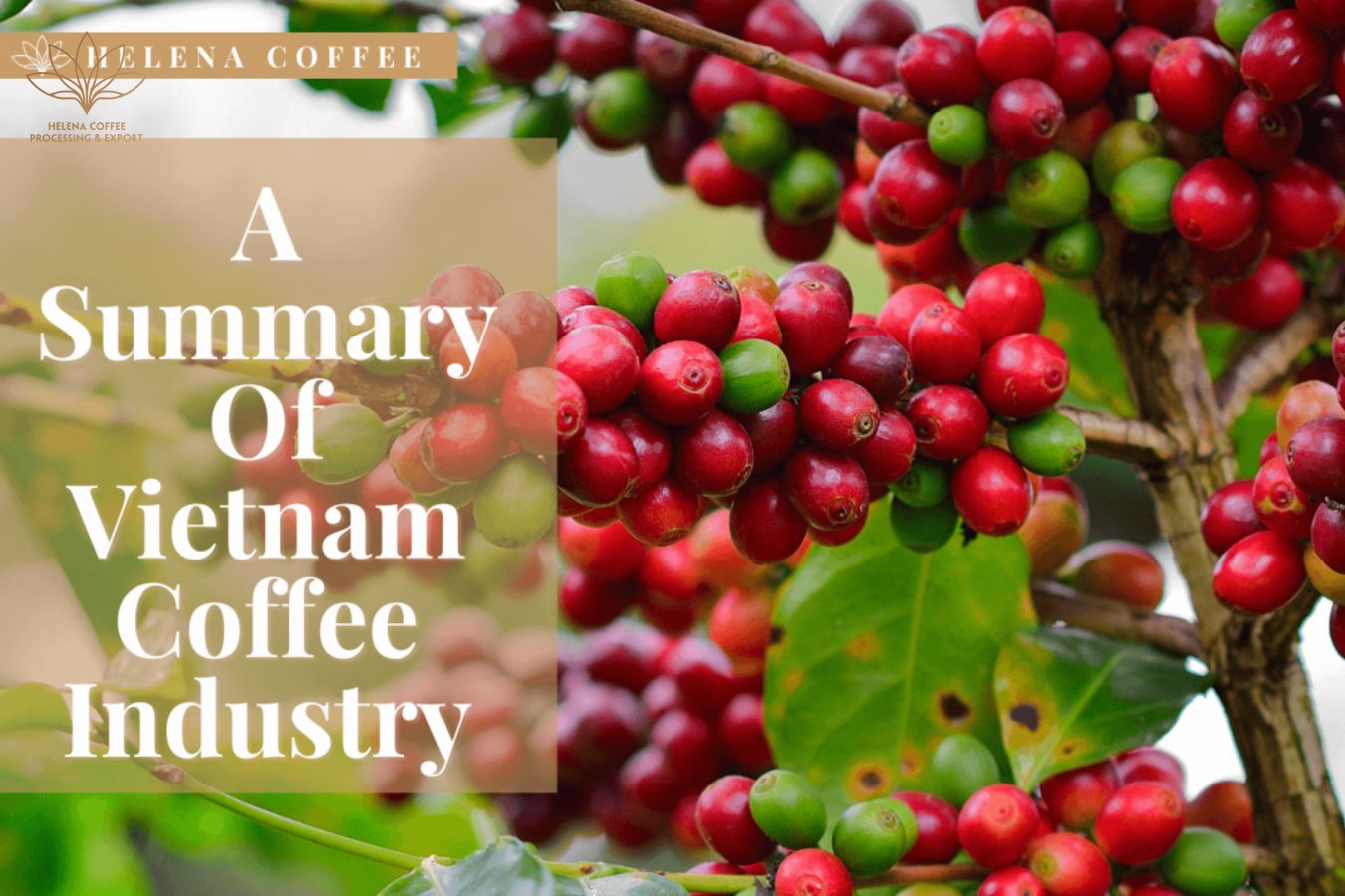A Summary Of Vietnam Coffee Industry