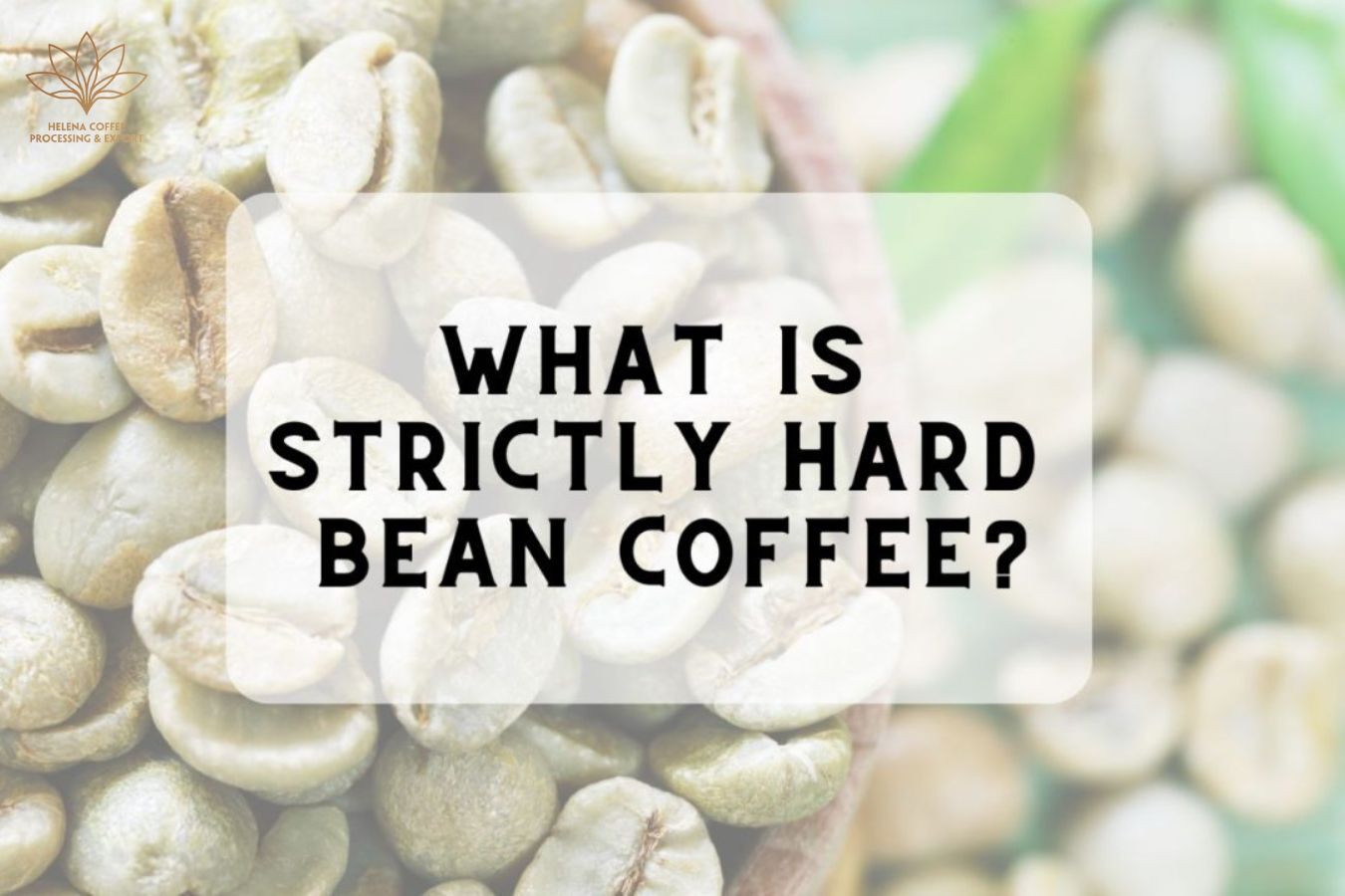 Strictly Hard Bean Coffee Everything You Should Know