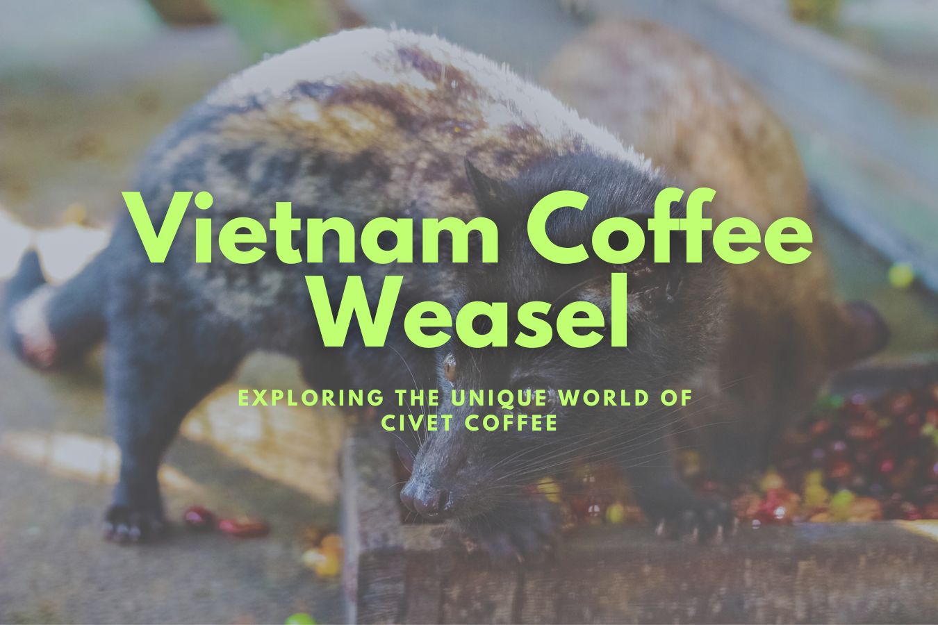 Vietnam Coffee Weasel
