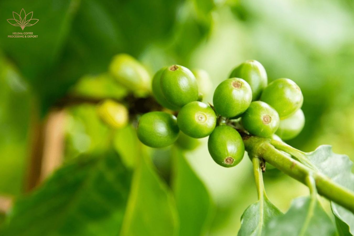 What Is A Micro Lot In Green Coffee?