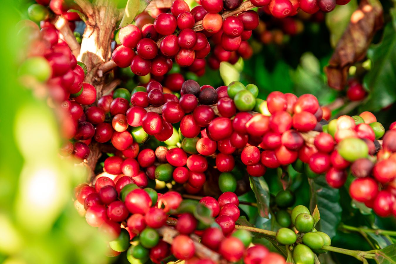 Coffee Prices Today August 16, 2022