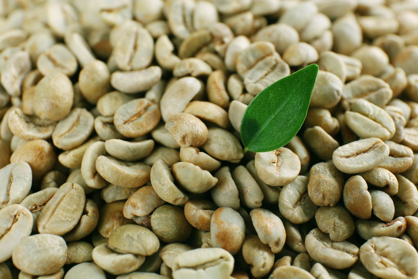 How Long Can You Store Green Coffee Beans?