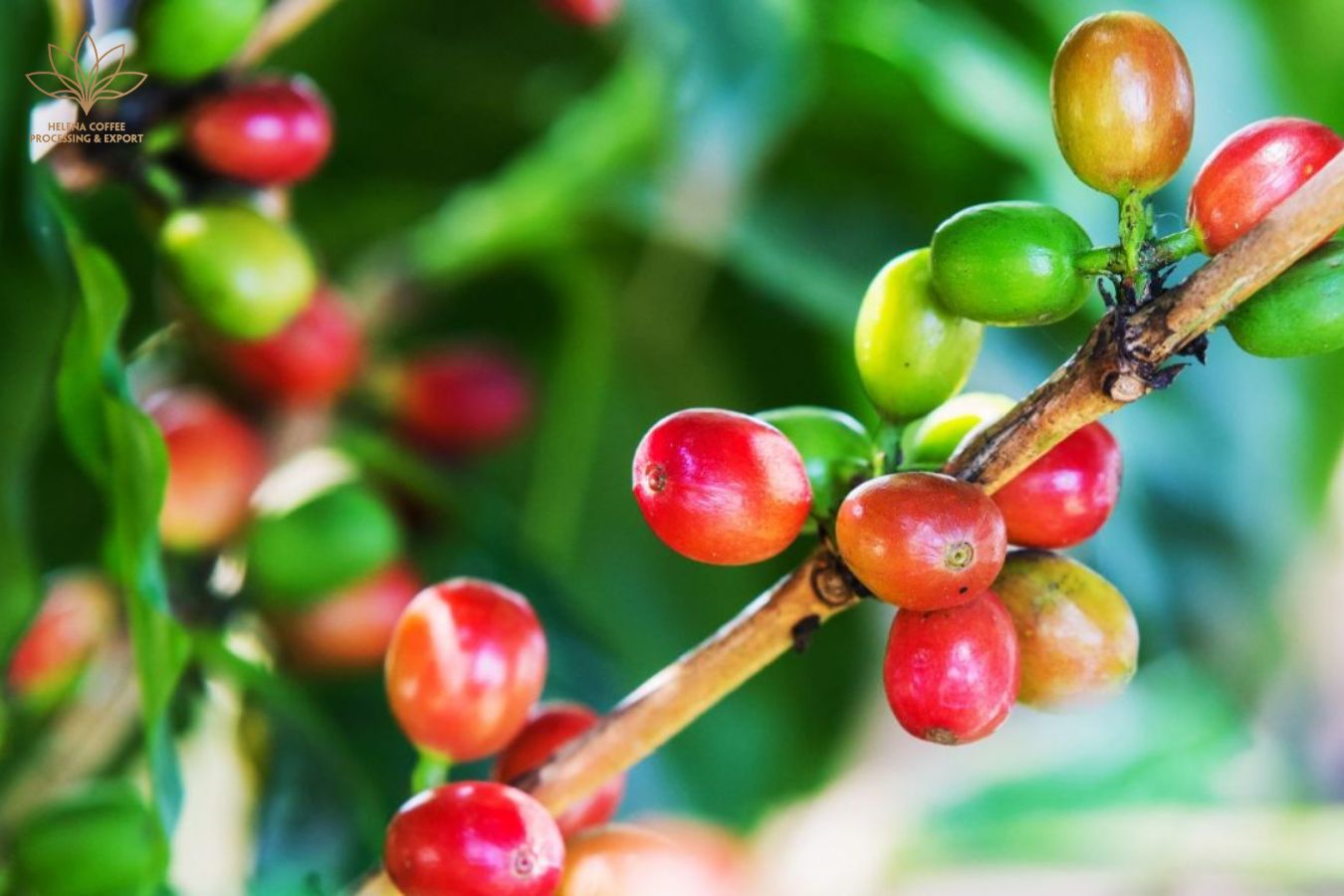 Robusta Coffee Price Today - August 20, 2022 Robusta Rises Again