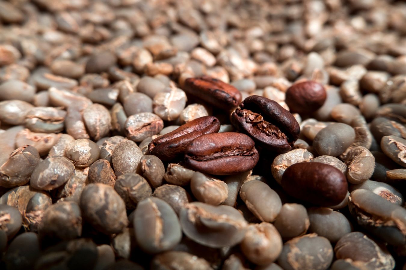 Some Of The Arabica Coffee Seeds