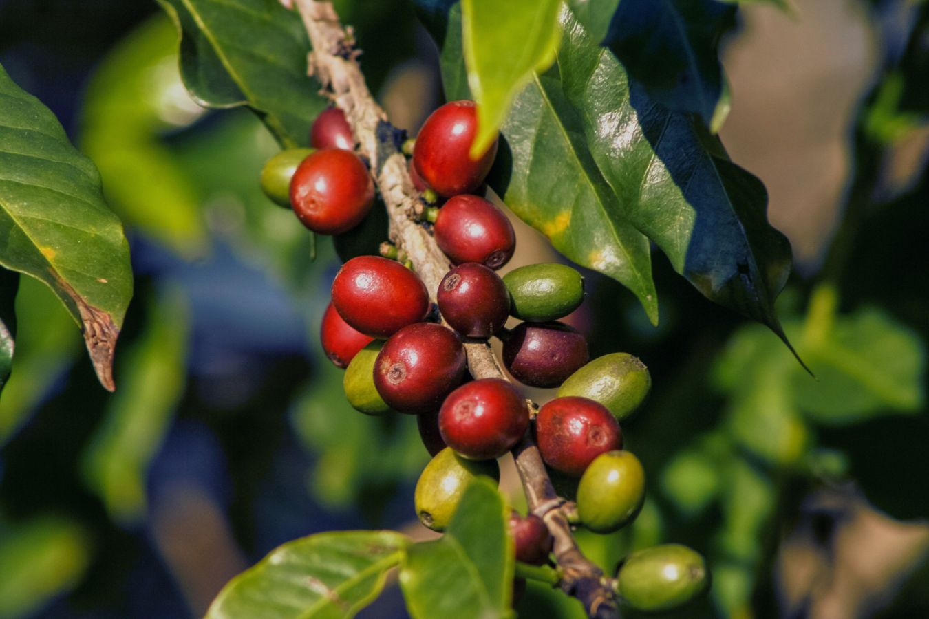 re-cultivation-has-brought-coffee-productivity-in-vietnam-to-3-times-higher-than-the-world
