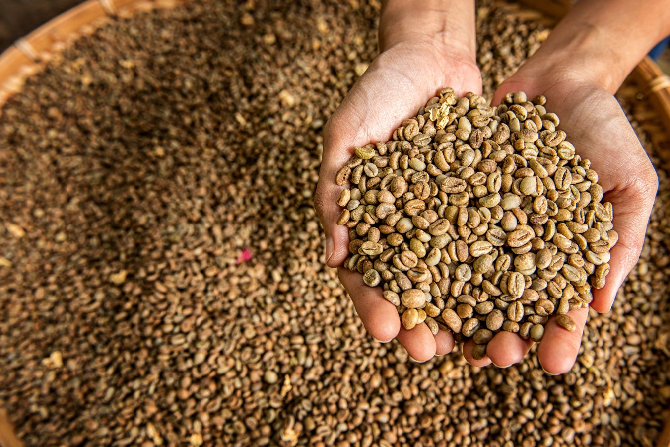 Robusta Green Coffee Beans From Helena Coffee Vietnam