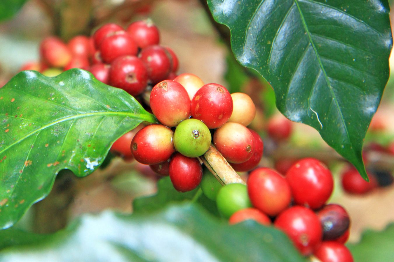 Coffee Price Today October 24, 2022 - Helena Coffee Vietnam