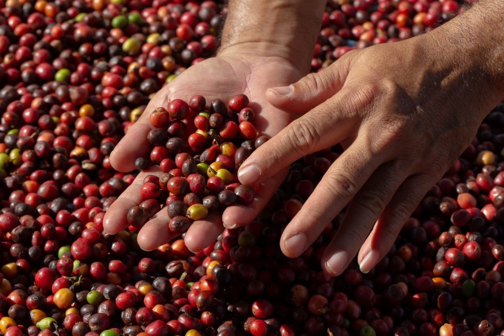 Coffee Prices Today - October 7, 2022 - Helena Coffee Vietnam