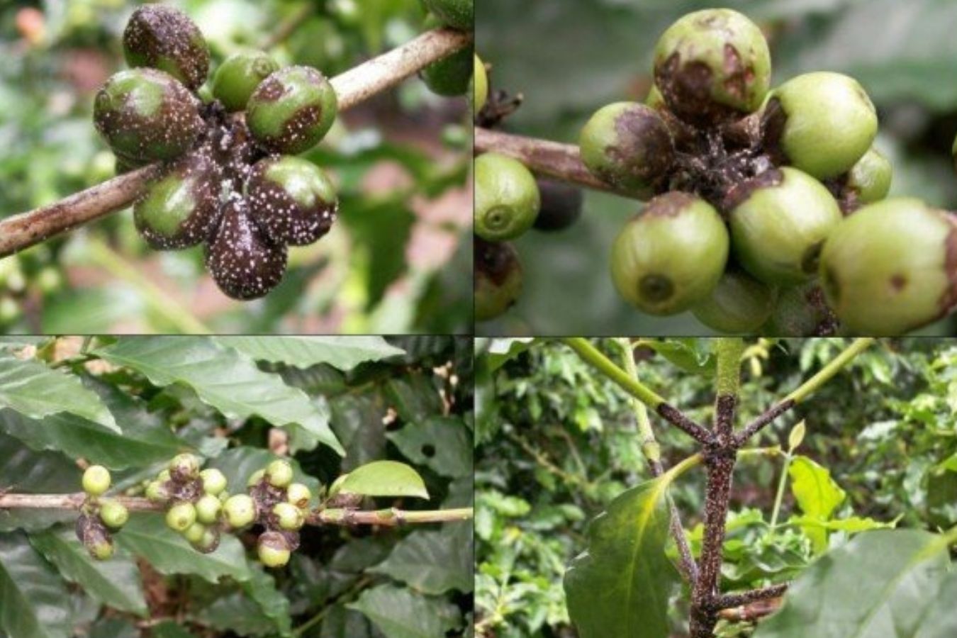 Corticium Salmonicolor Disease On Coffee Trees Causes And Ways To Prevent It