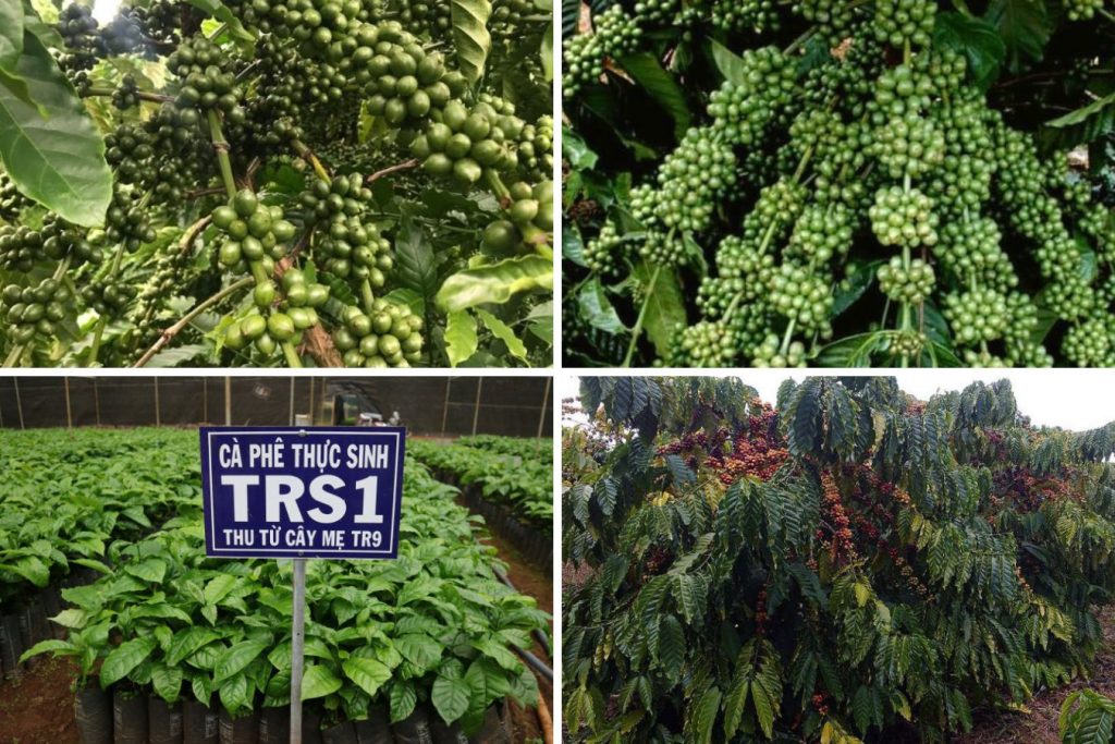The best coffee varieties today TS5, TR4, TR9, TRS1, String coffee