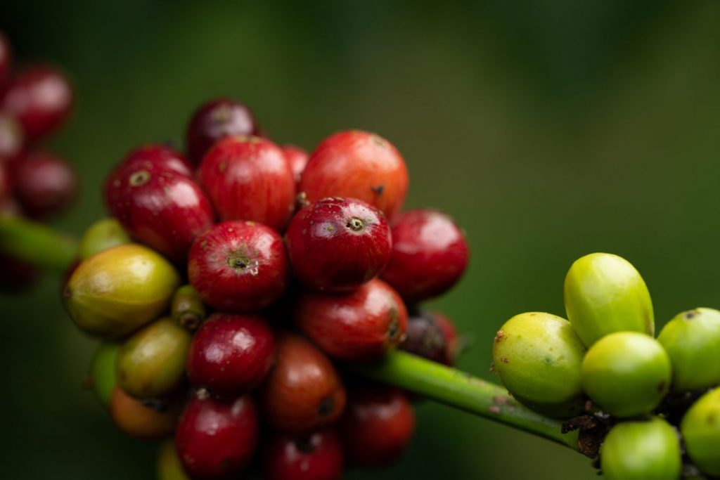 Coffee Price Today 1/11/2022 - Helena Coffee Vietnam