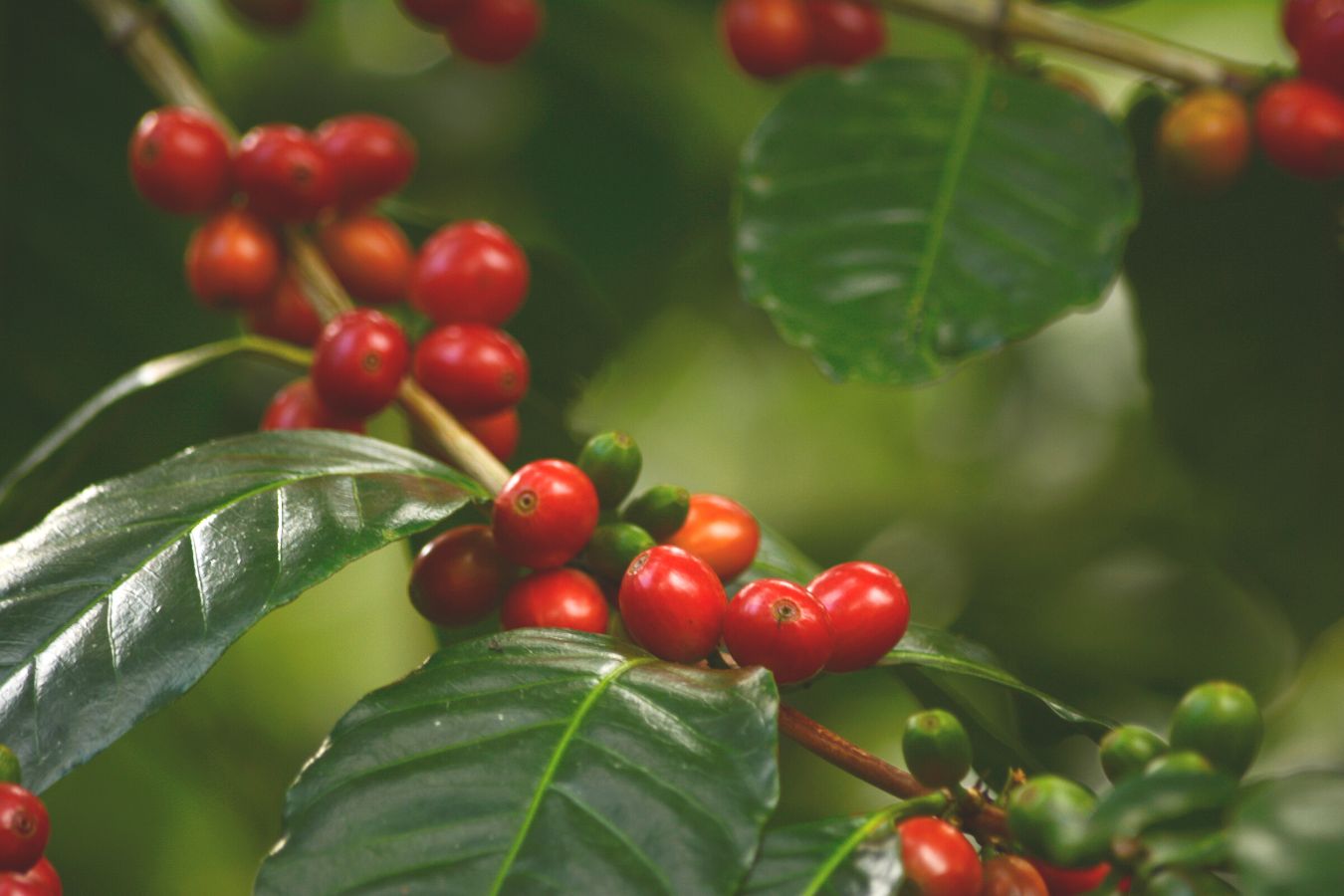 Coffee Prices Today November 10, 2022