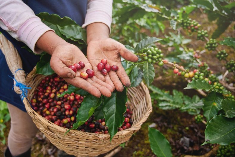 Coffee Prices Today November 11, 2022