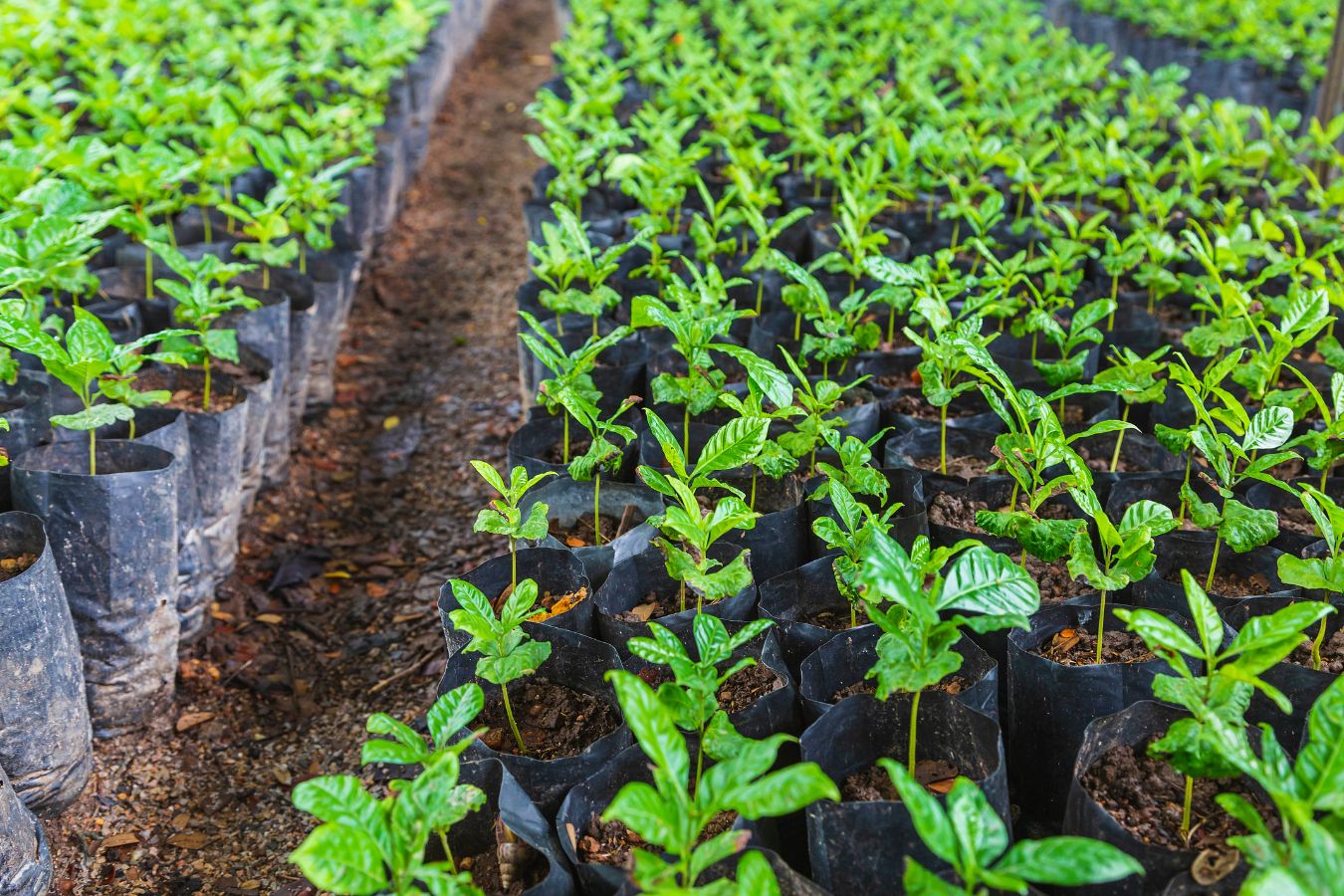 coffee-growing-techniques-the-role-of-soil-in-coffee-planting