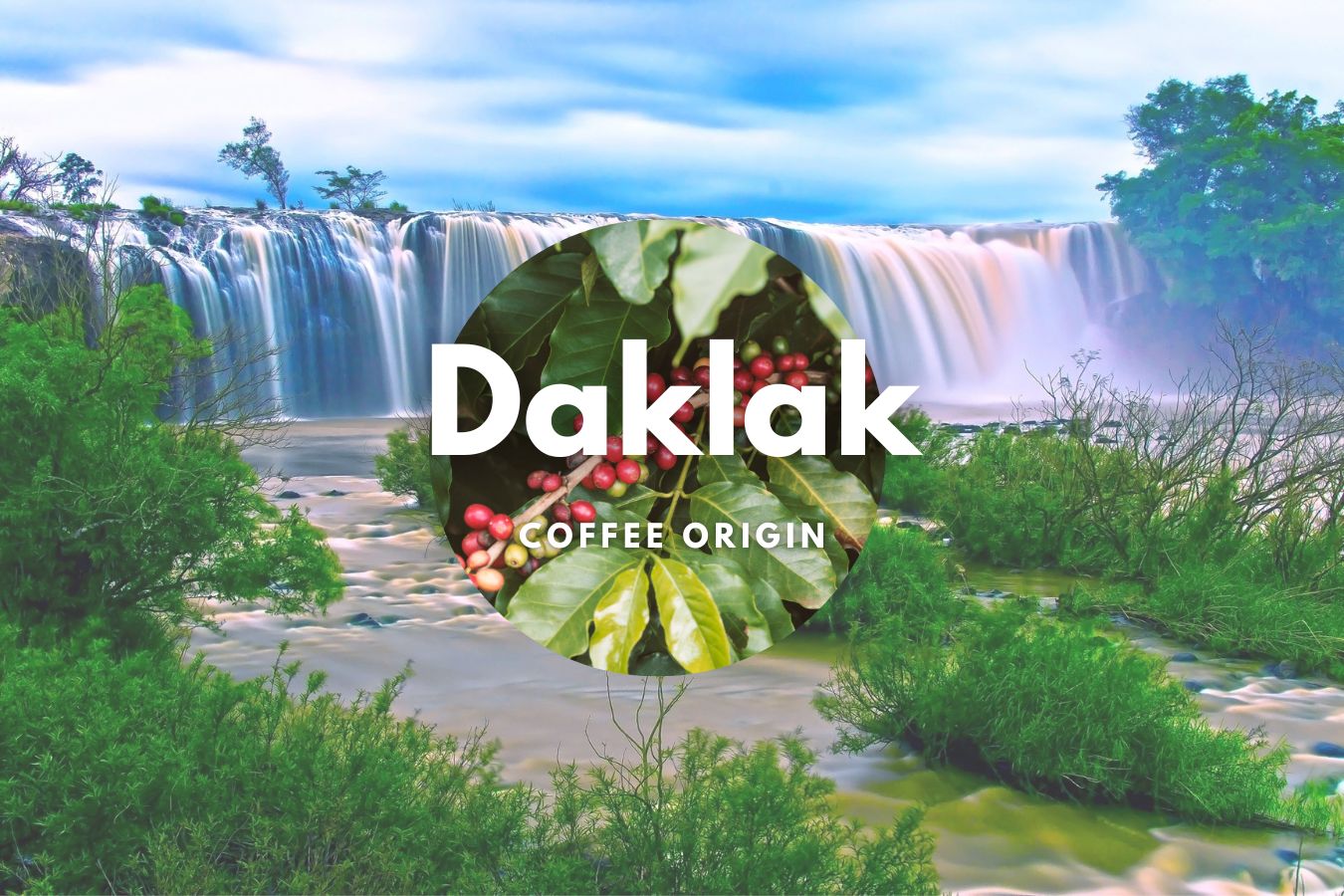 Discover the Unique and Bold Flavors of Daklak Robusta Coffee Vietnam's Hidden Coffee Treasure
