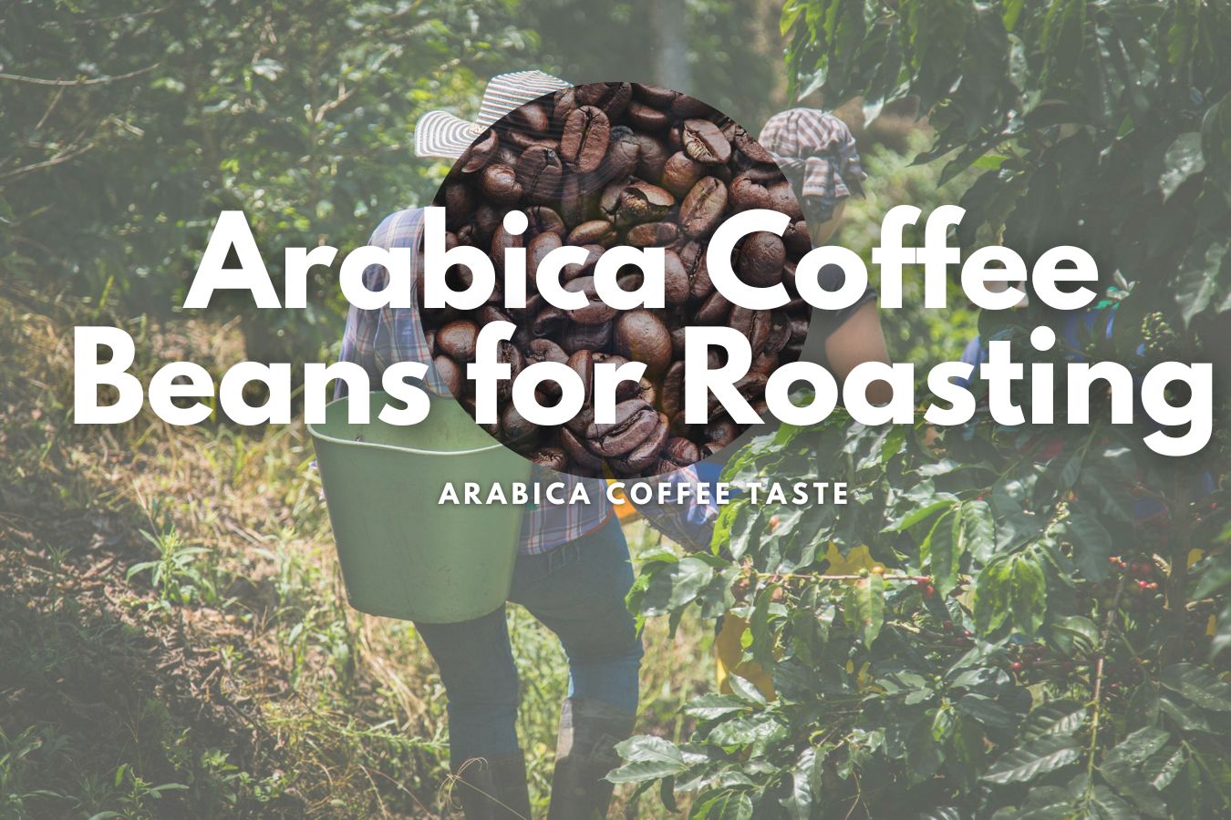 Arabica Coffee Beans for Roasting, Arabica Coffee Taste A Complete Guide