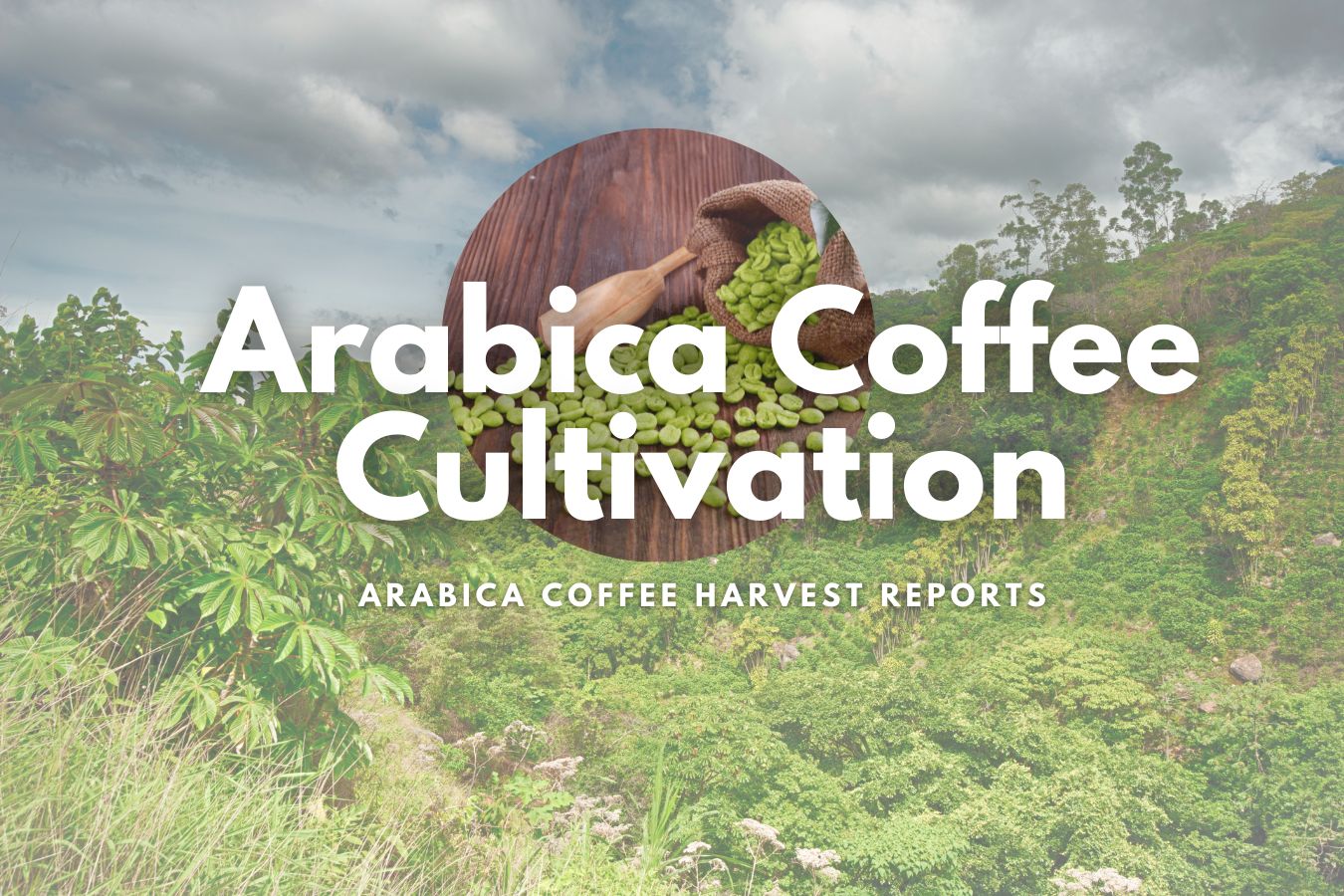 Arabica Coffee Cultivation, Arabica Coffee Harvest Reports The Ultimate Guide