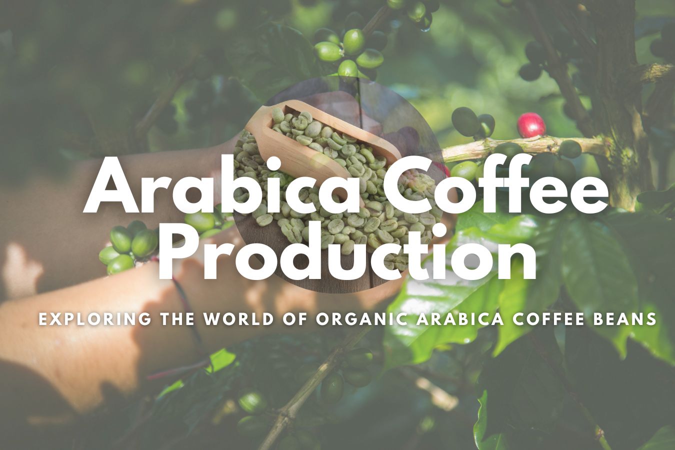 Arabica Coffee Production Exploring the World of Organic Arabica Coffee Beans