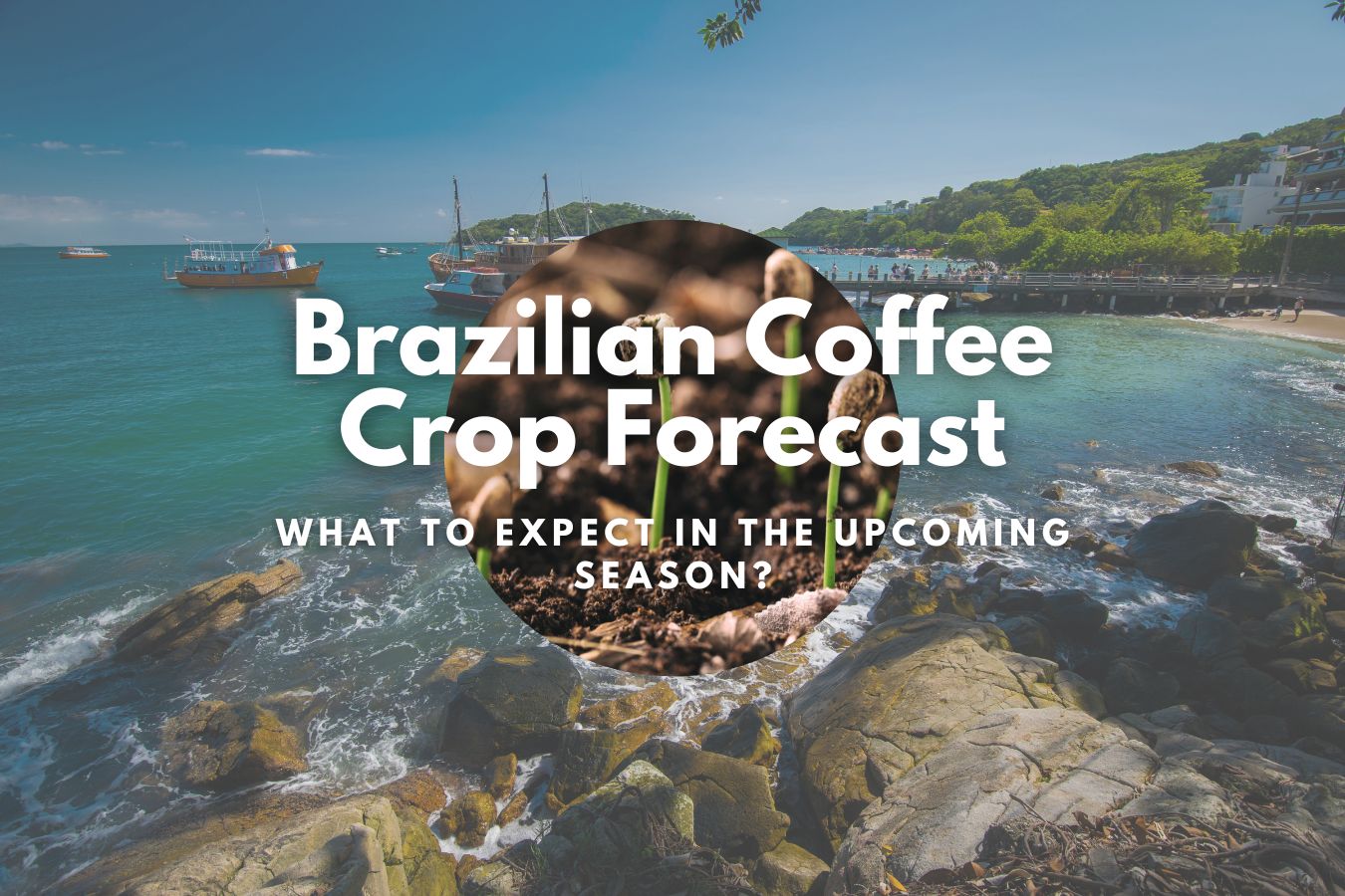 Brazilian Coffee Crop Forecast: What to Expect in the Upcoming Season?