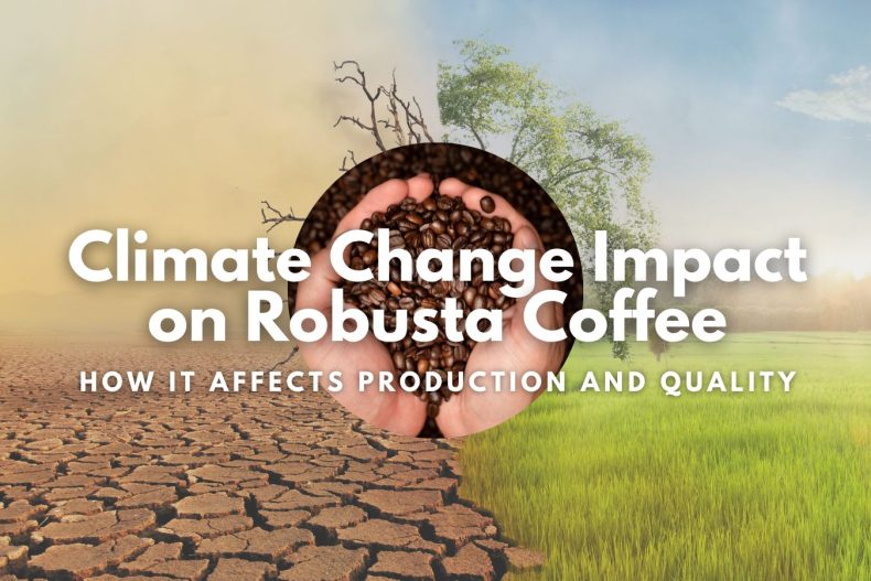 Climate Change Impact on Robusta Coffee How it Affects Production and Quality