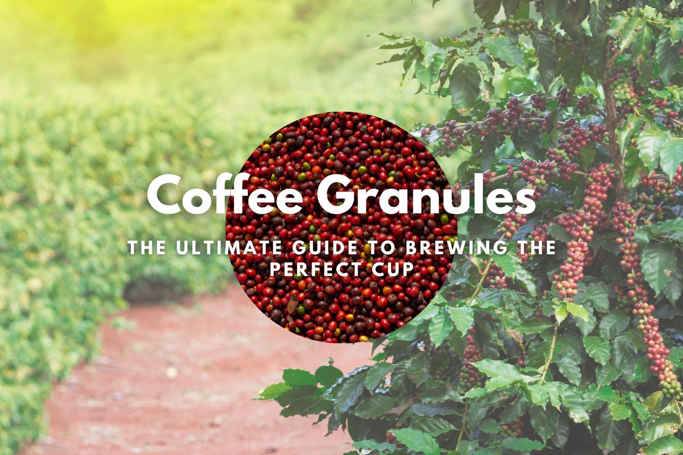 Coffee Granules: The Ultimate Guide to Brewing the Perfect Cup