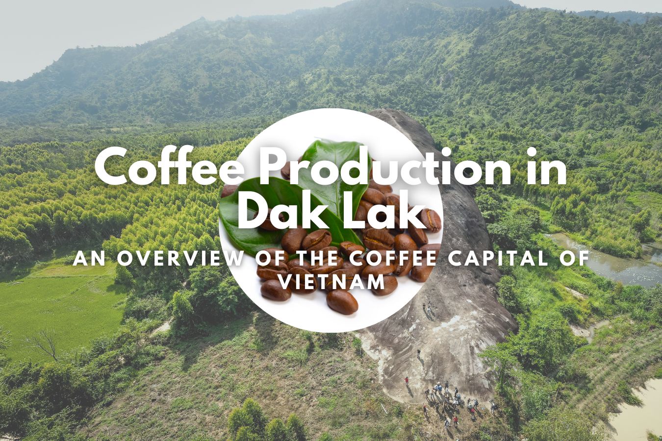 Coffee Production in Dak Lak An Overview of the Coffee Capital of Vietnam