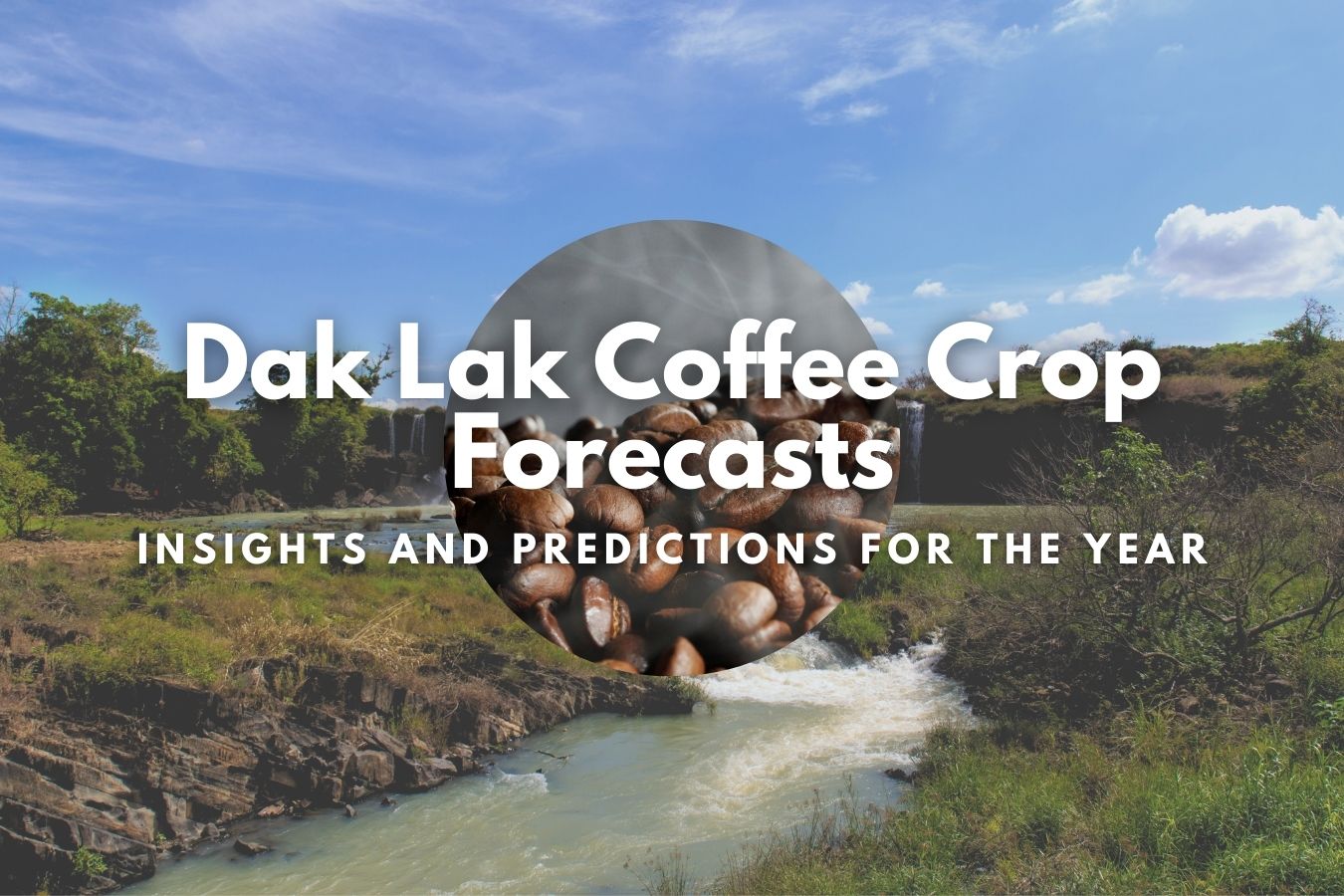 Dak Lak Coffee Crop Forecasts Insights and Predictions for the Year
