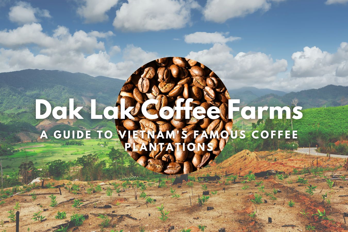 Dak Lak Coffee Farms A Guide to Vietnam's Famous Coffee Plantations
