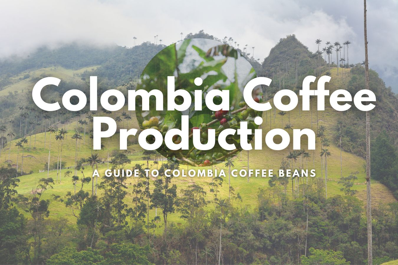 Discovering the Secrets of Colombia Coffee Production A Guide to Colombia Coffee Beans