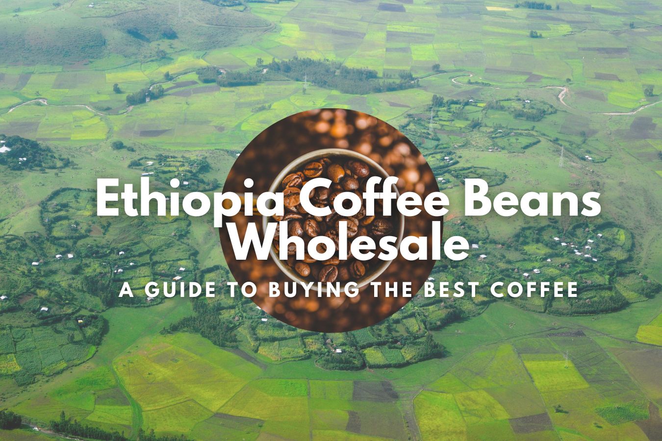 Ethiopia Coffee Beans Wholesale A Guide to Buying the Best Coffee