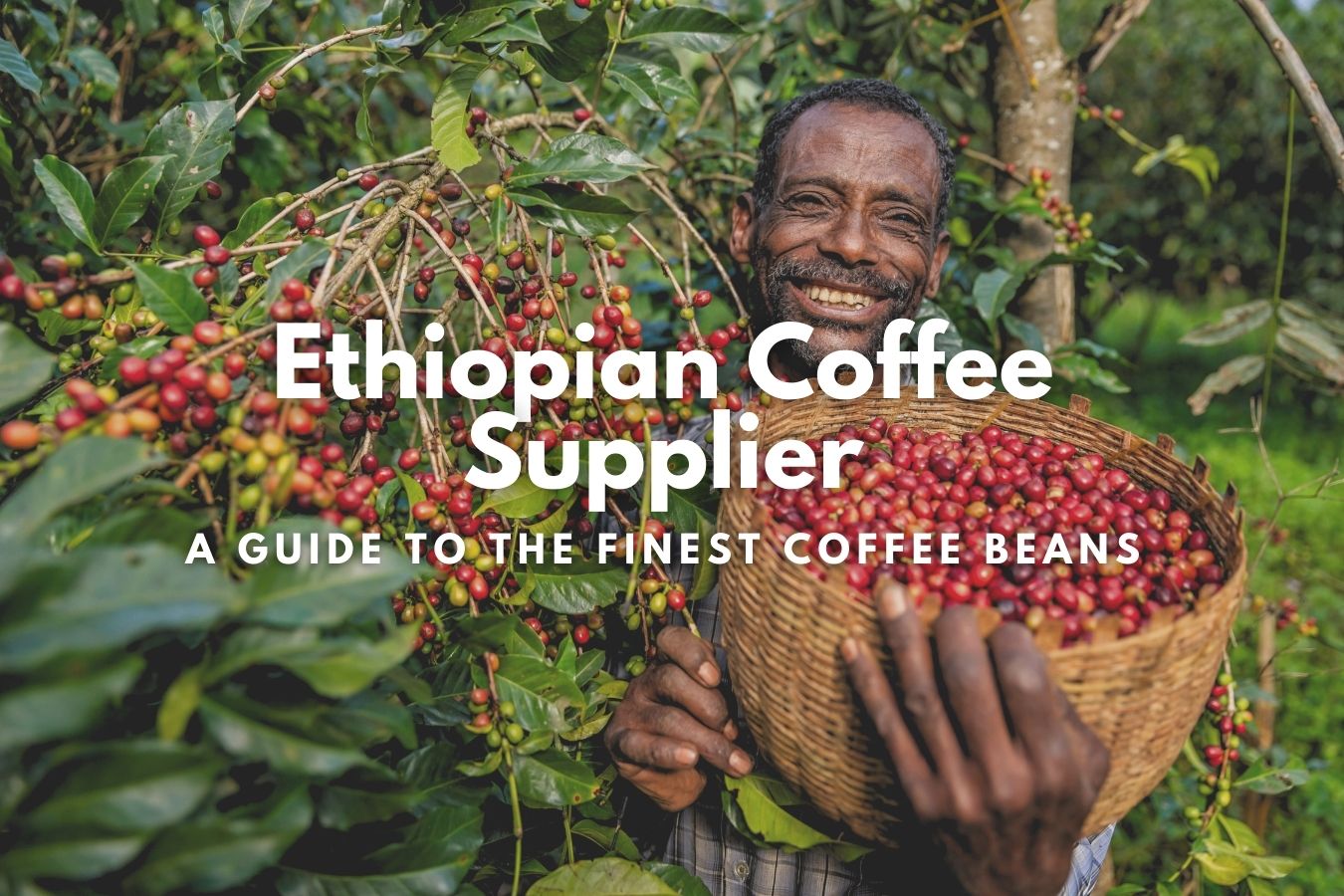 Ethiopian Coffee Supplier A Guide to the Finest Coffee Beans