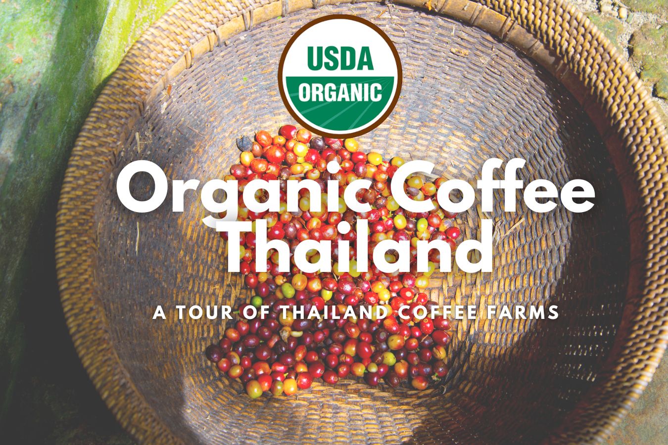 Exploring the Best Organic Coffee Thailand has to Offer A Tour of Thailand Coffee Farms