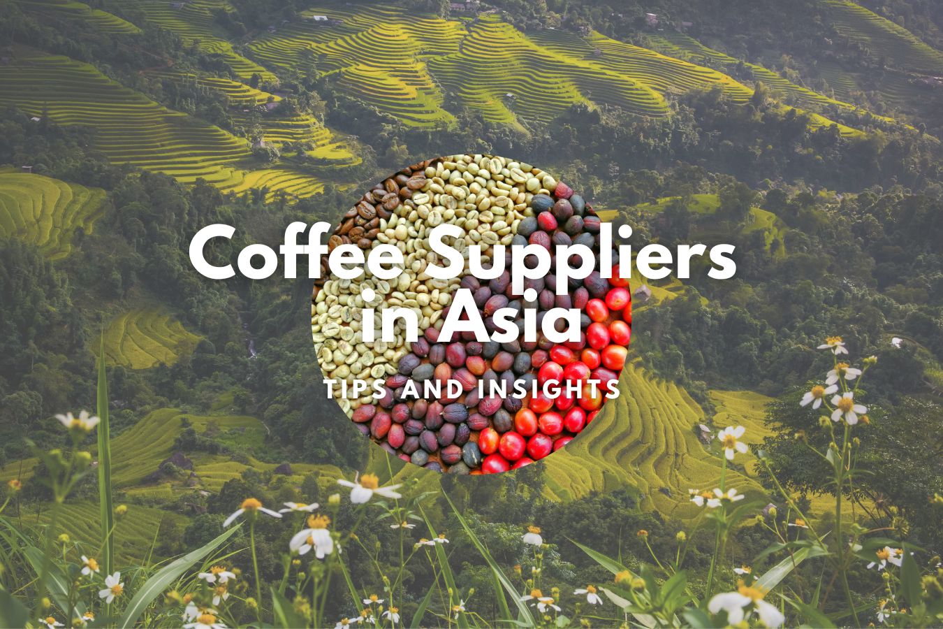 Finding the Best Coffee Suppliers in Asia: Tips and Insights