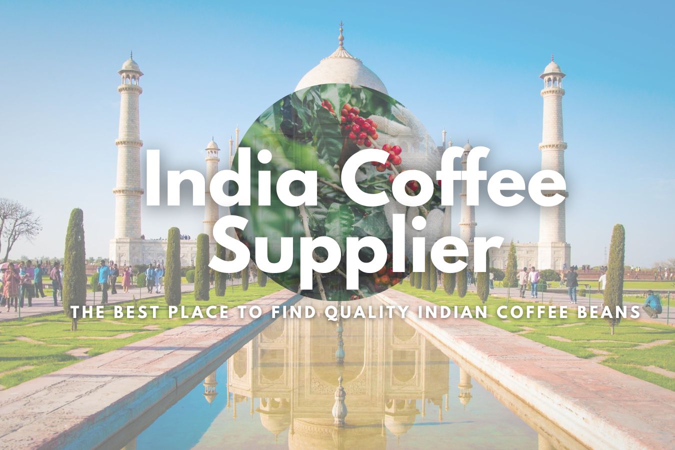 India Coffee Supplier The Best Place to Find Quality Indian Coffee Beans