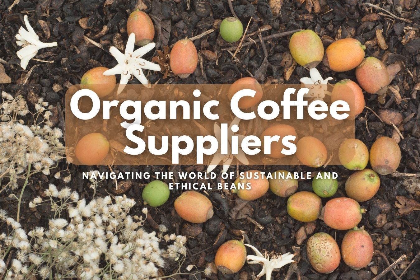 Organic Coffee Suppliers Navigating the World of Sustainable and Ethical Beans