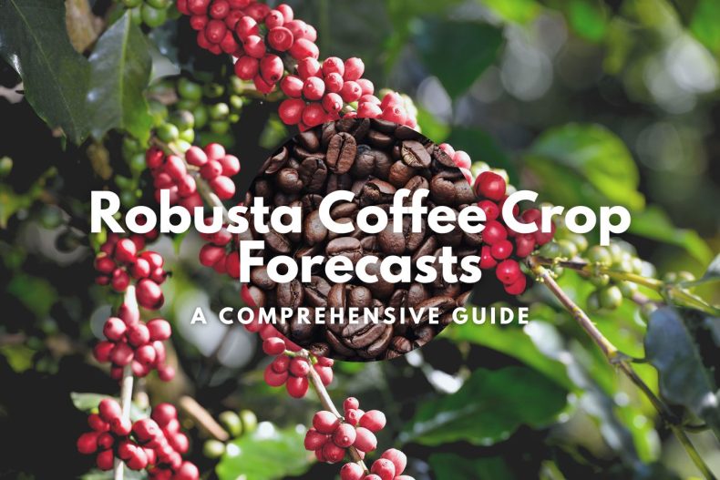 Robusta Coffee Crop Forecasts A Comprehensive Guide