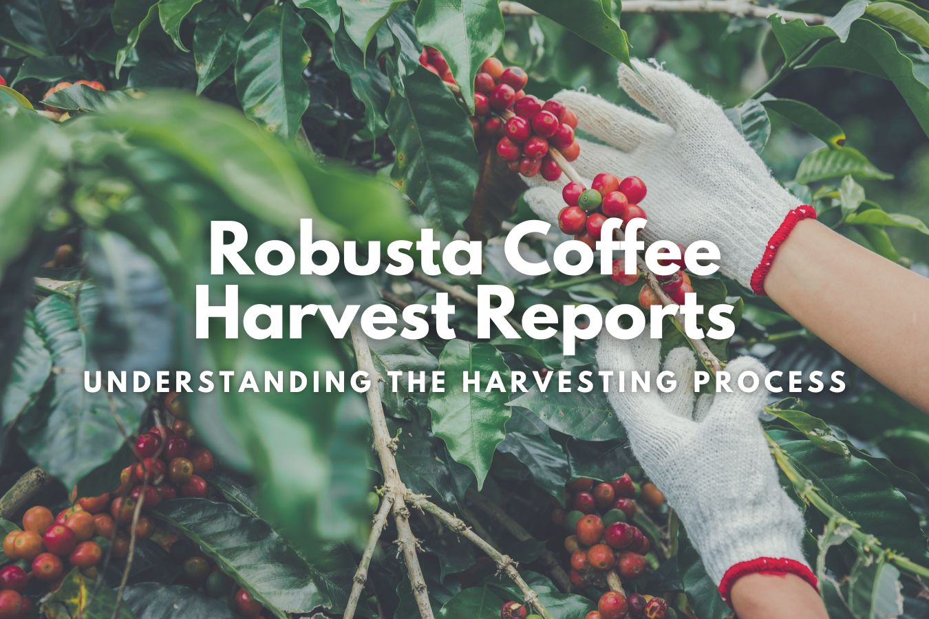 Robusta Coffee Harvest Reports Understanding the Harvesting Process
