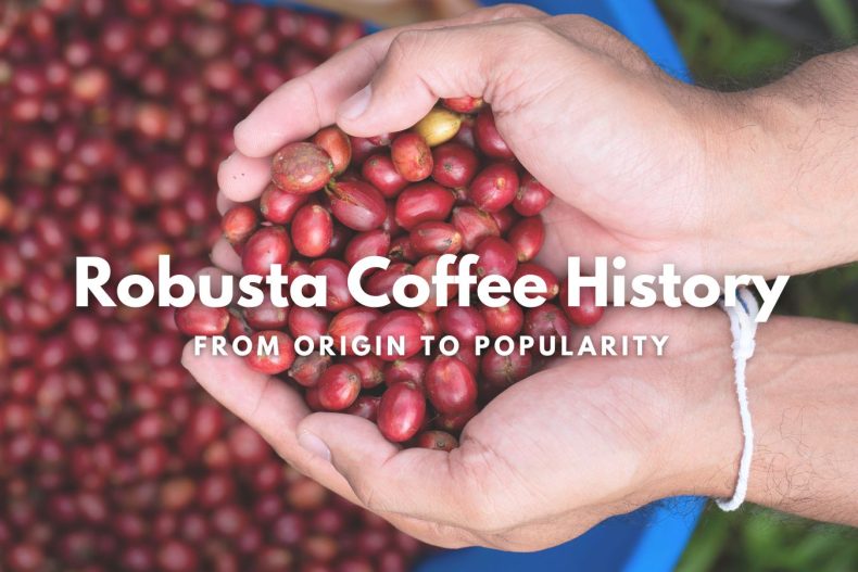 Robusta Coffee History From Origin to Popularity