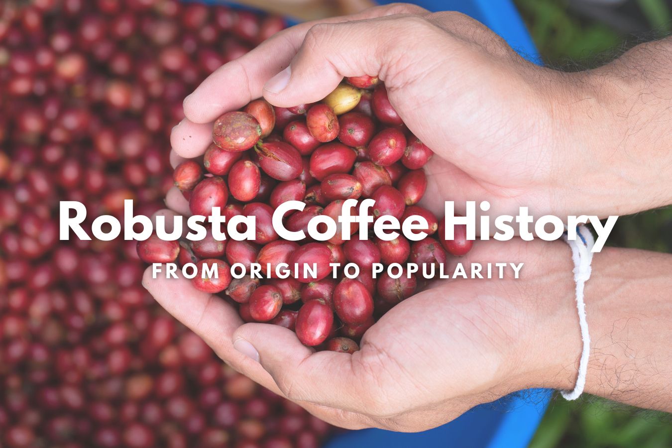 Robusta Coffee History From Origin to Popularity
