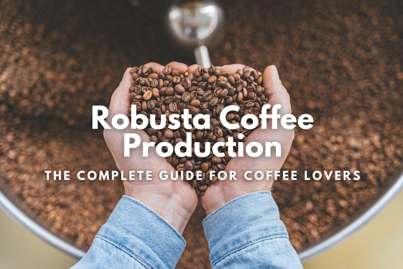 Robusta Coffee Production The Complete Guide for Coffee Lovers