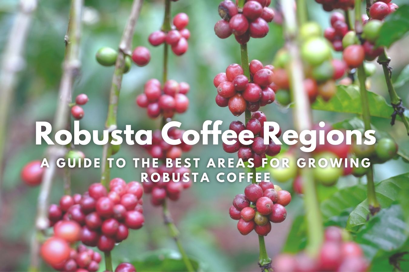 Robusta Coffee Regions A Guide to the Best Areas for Growing Robusta Coffee
