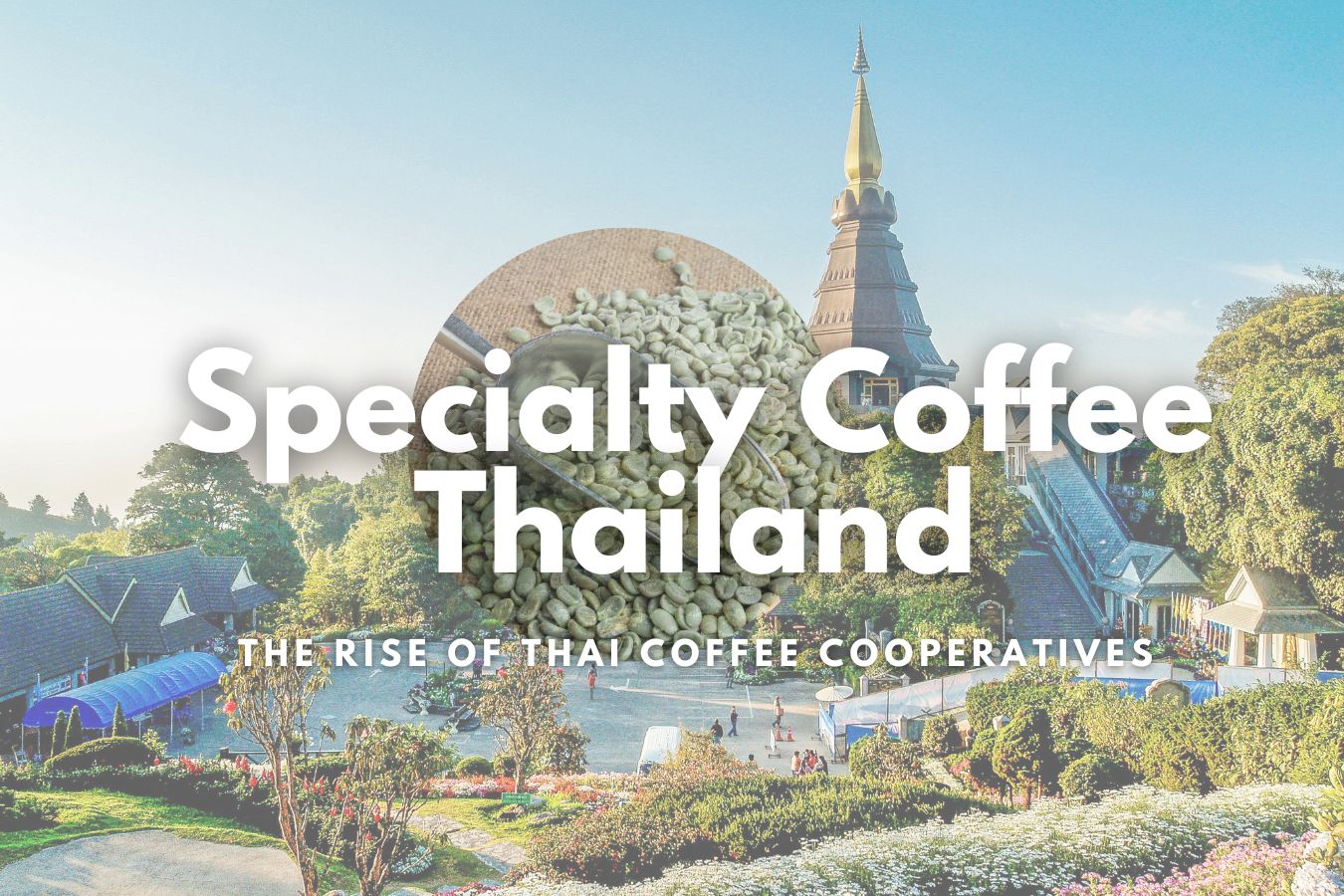 Specialty Coffee Thailand The Rise of Thai Coffee Cooperatives