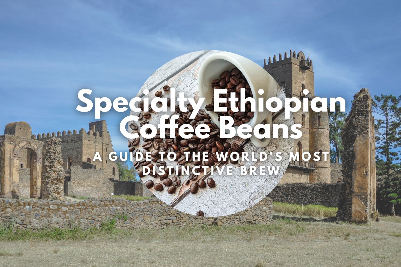 Specialty Ethiopian Coffee Beans A Guide to the World's Most Distinctive Brew
