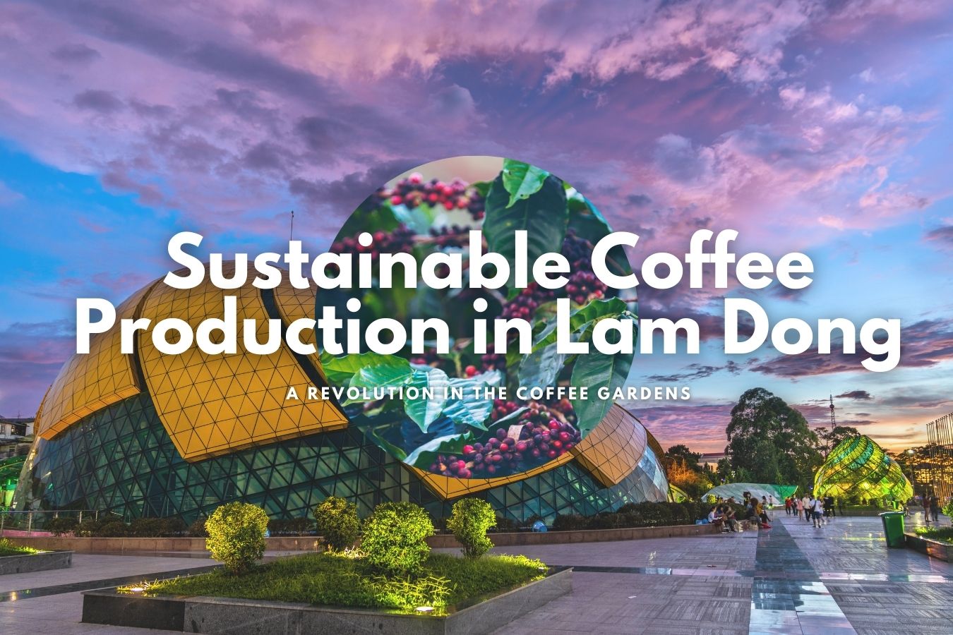 Sustainable Coffee Production in Lam Dong: A Revolution in the Coffee Gardens