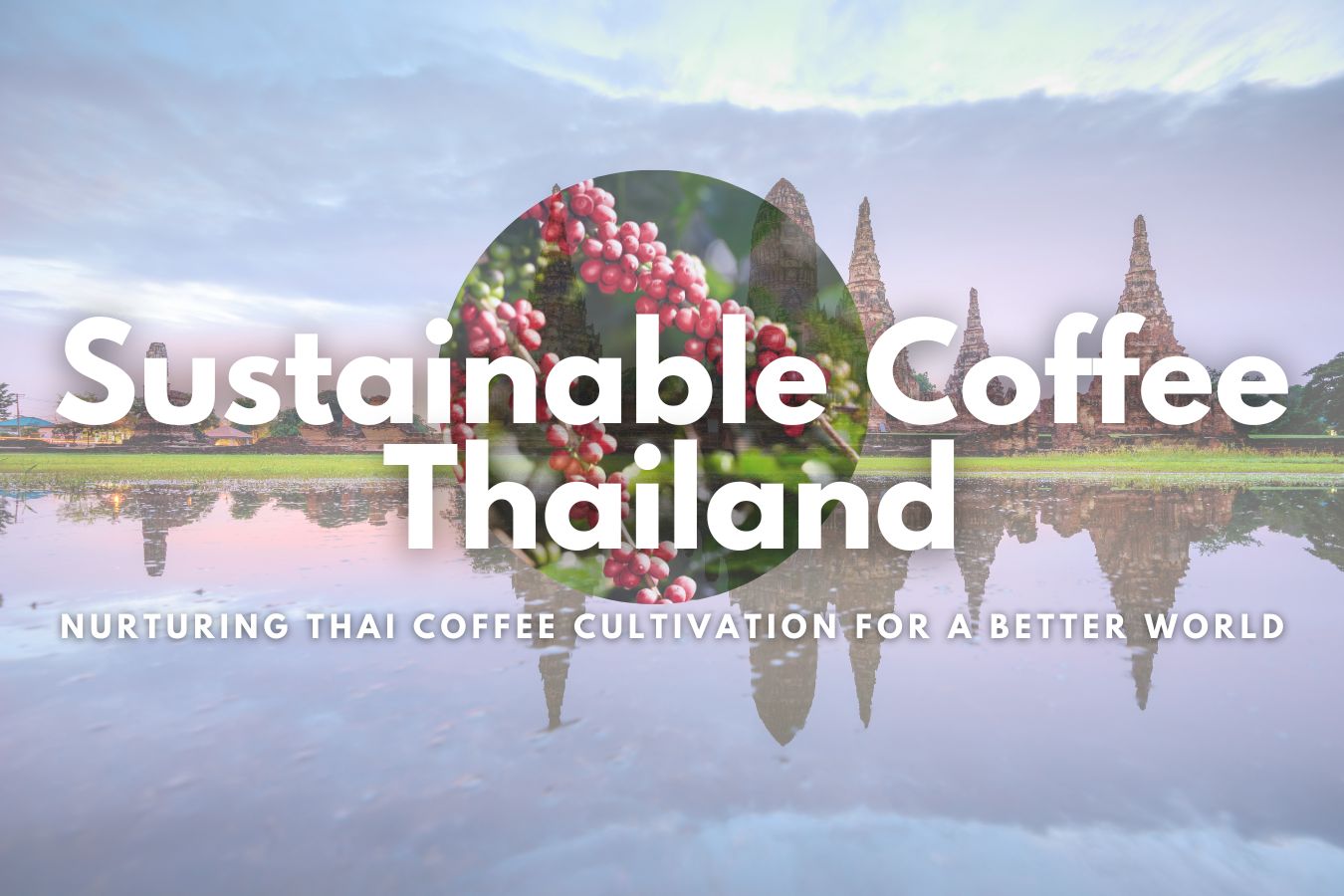 Sustainable Coffee Thailand Nurturing Thai Coffee Cultivation for a Better World