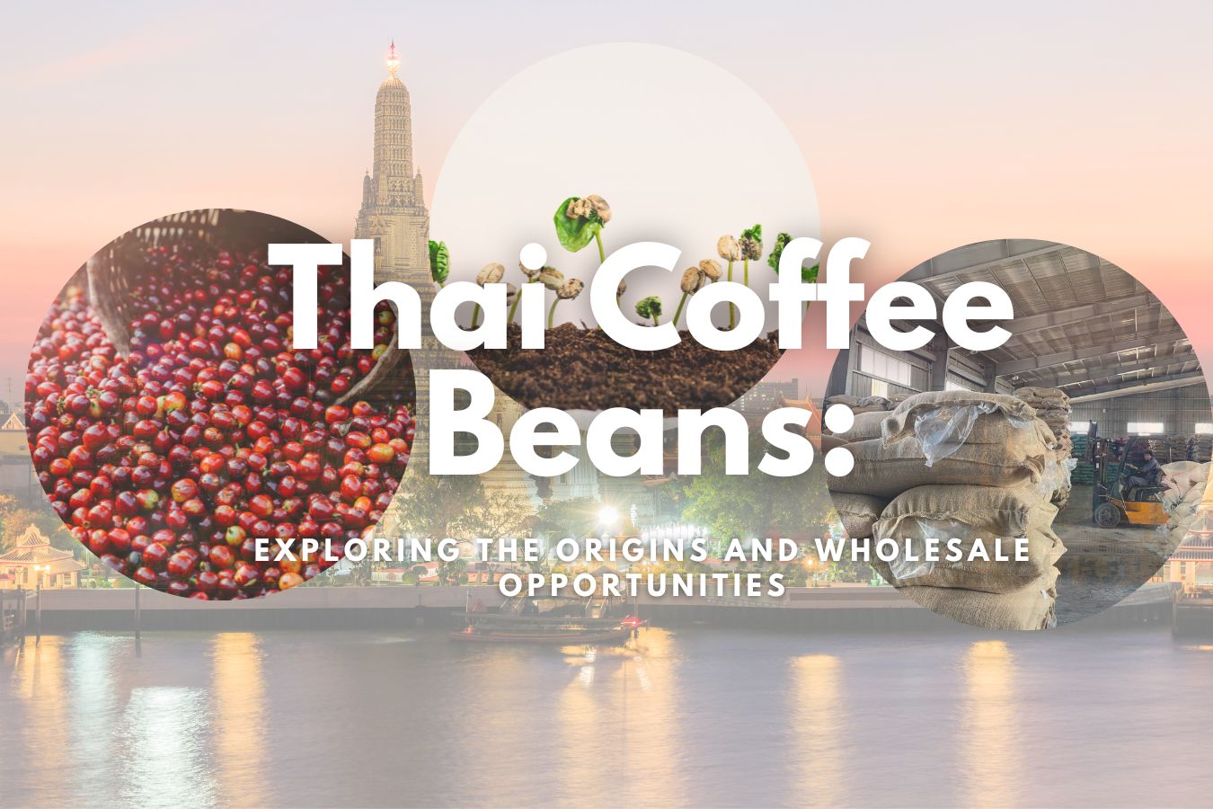 Thai Coffee Beans:Exploring the Origins and Wholesale Opportunities