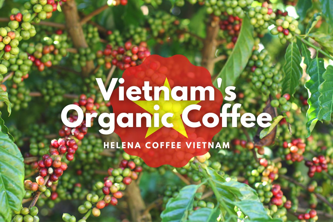 discover-vietnams-organic-coffee-embark-on-a-flavorful-adventure