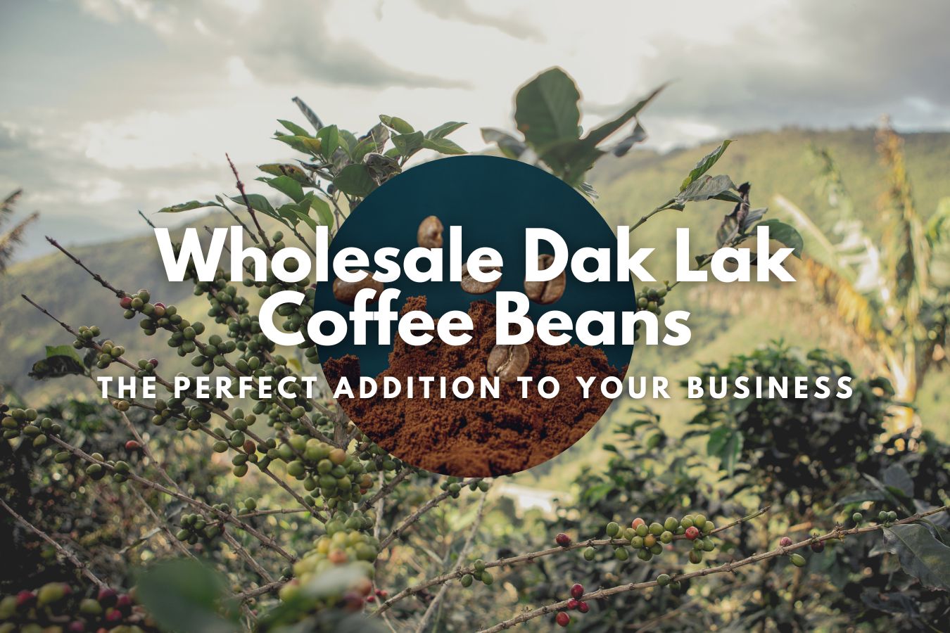 Wholesale Dak Lak Coffee Beans The Perfect Addition to Your Business