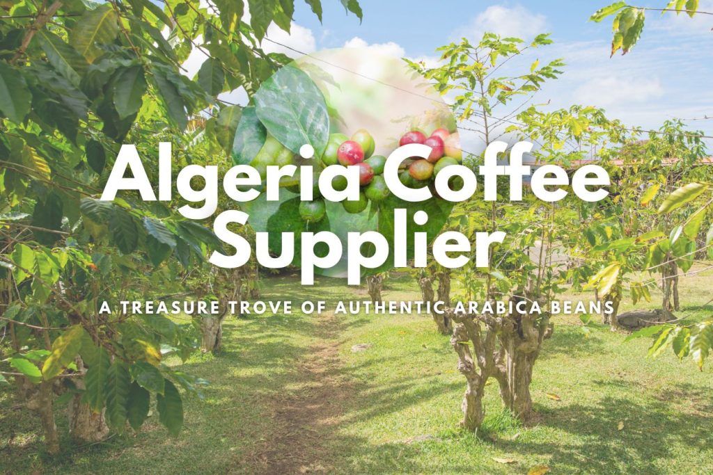 Algeria Coffee Supplier A Treasure Trove of Authentic Arabica Beans